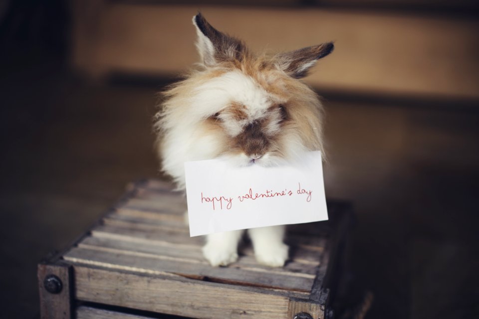 Brown And White Biting A Valentines Day Card