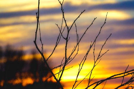 Shallow Focus Photography Of Leafless Tree Branch During Sunset photo