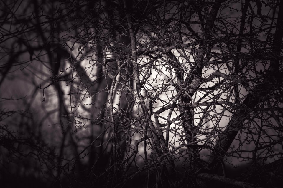 Grayscale Photography Of Eerie Treee