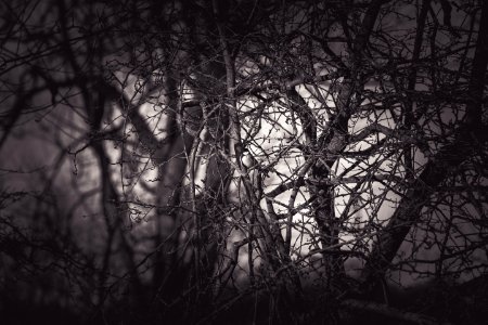 Grayscale Photography Of Eerie Treee photo