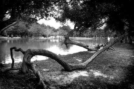 Gray Scale Photography Of Body Of Water Surround By Trees photo