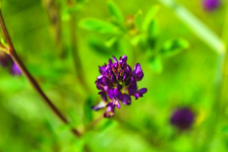 Close-Up Photography Of Violet Flowers photo
