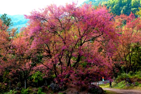Pink Flowering Tree Beside Road At Daytime