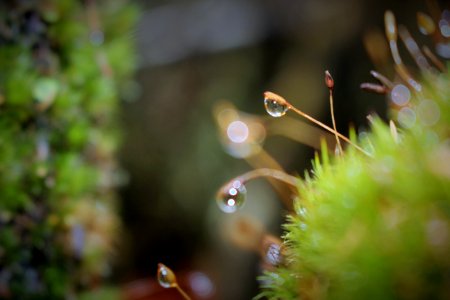 Dew Drops On Green Grass Close Up Photo photo