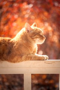 Tabby Cat On White Wooden Fence photo