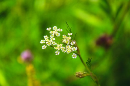 Selective Focused Of White Petaled Flower photo