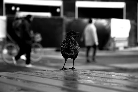 Grayscale Photography Of Chicken On Surface photo