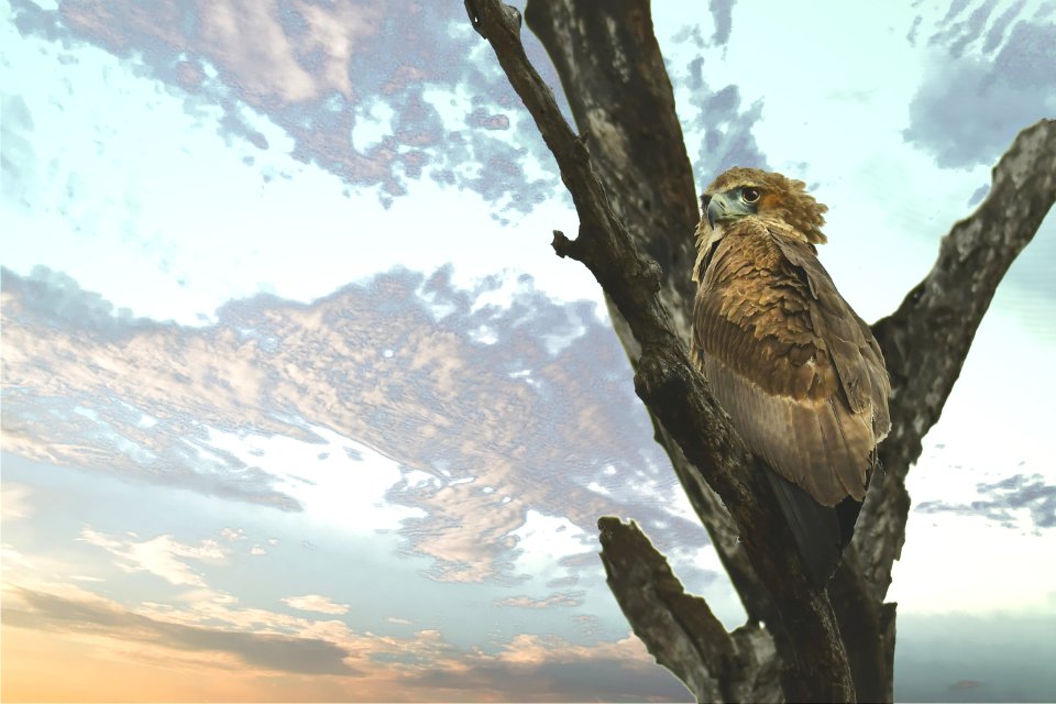 Brown Bird On The Tree Branch photo