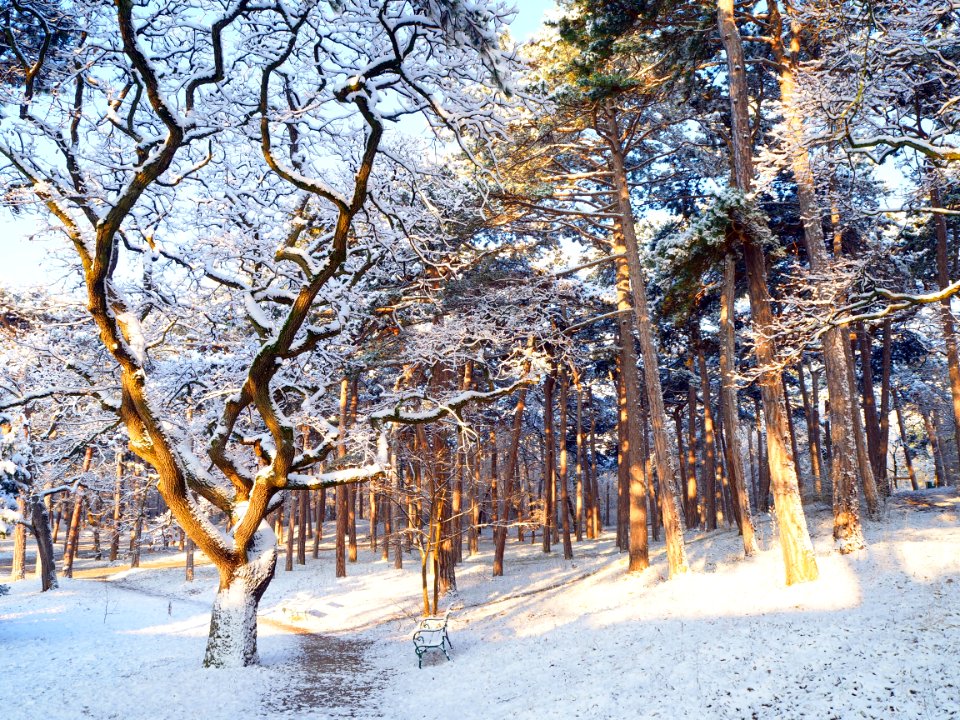 Woodland During Snow At Daytime