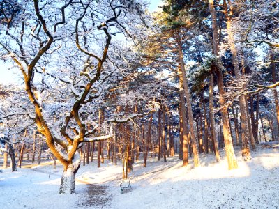 Woodland During Snow At Daytime