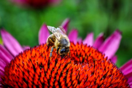Bee On Flower photo