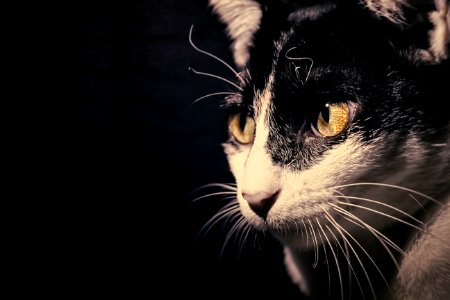 Close-up Photo Of A Cat photo