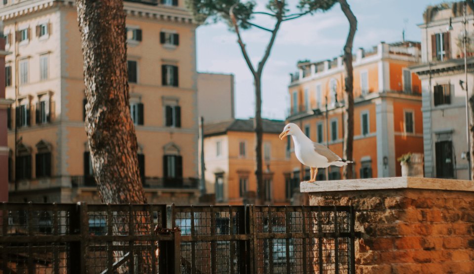 Perched Seagull photo