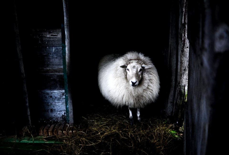 Black And White Photo Of Sheep
