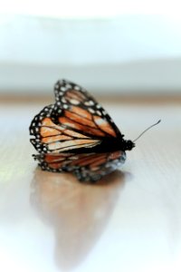 Monarch Butterfly On Brown Surface In Closeup Photo photo