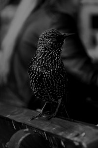 Black Feathered Bird Selective Focus Photography photo