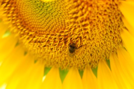 Micro Photo Of Honey Bee Of Yellow Sunflower Flower photo