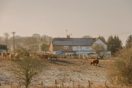 Herd Of Cows photo