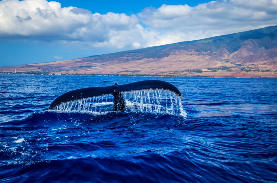 Photography Of Whale Tail In Body Of Water