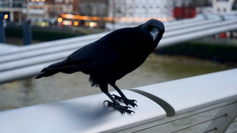 Shallow Photography On Black Crow photo