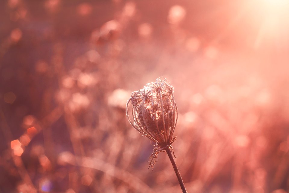 Shallow Focus Photography Of Flower photo