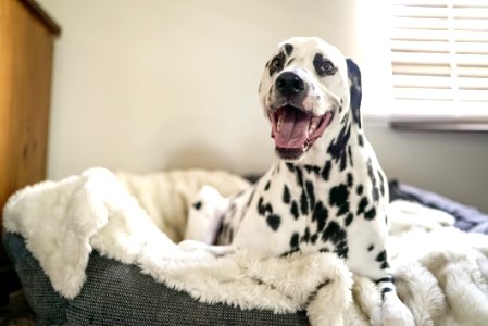 Dalmatian On Pet Bed photo