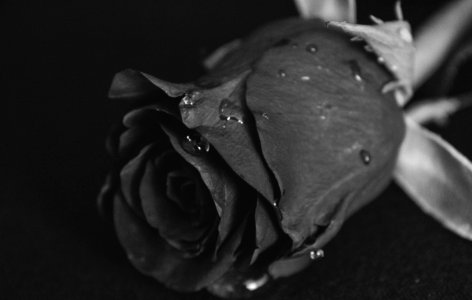 Grayscale Macro Photography Of Rose photo