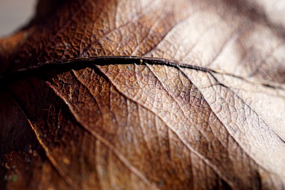 Dried Leaf
