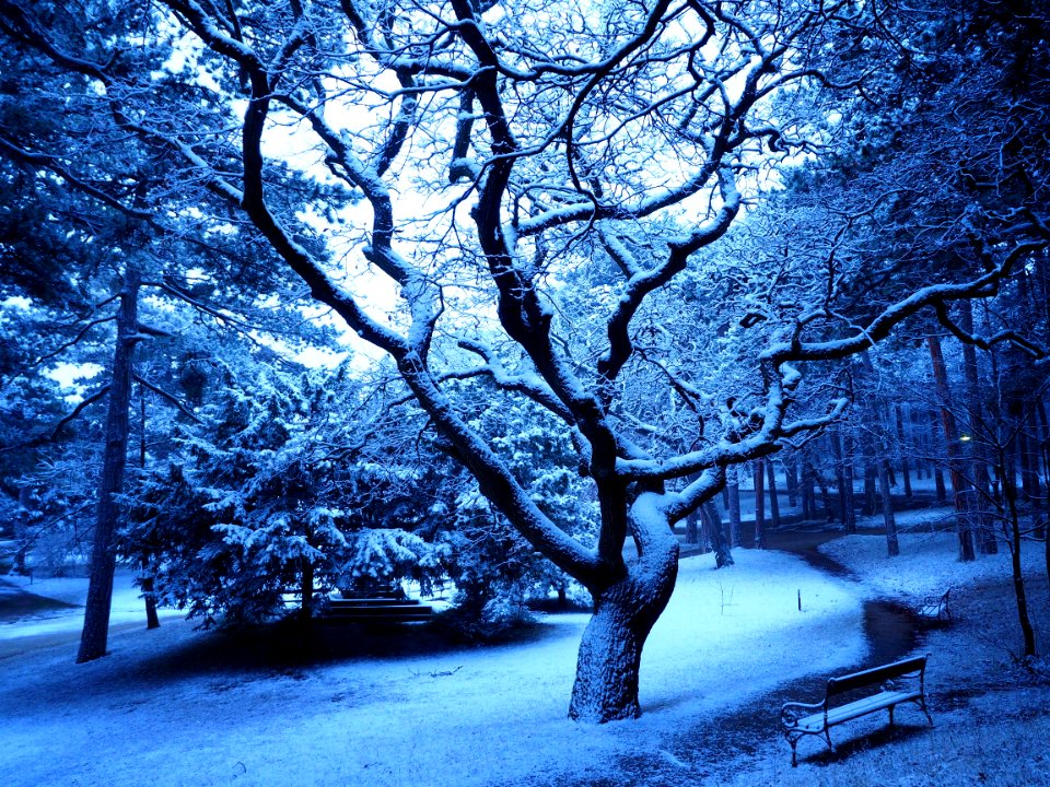 Trees Covered With Snow