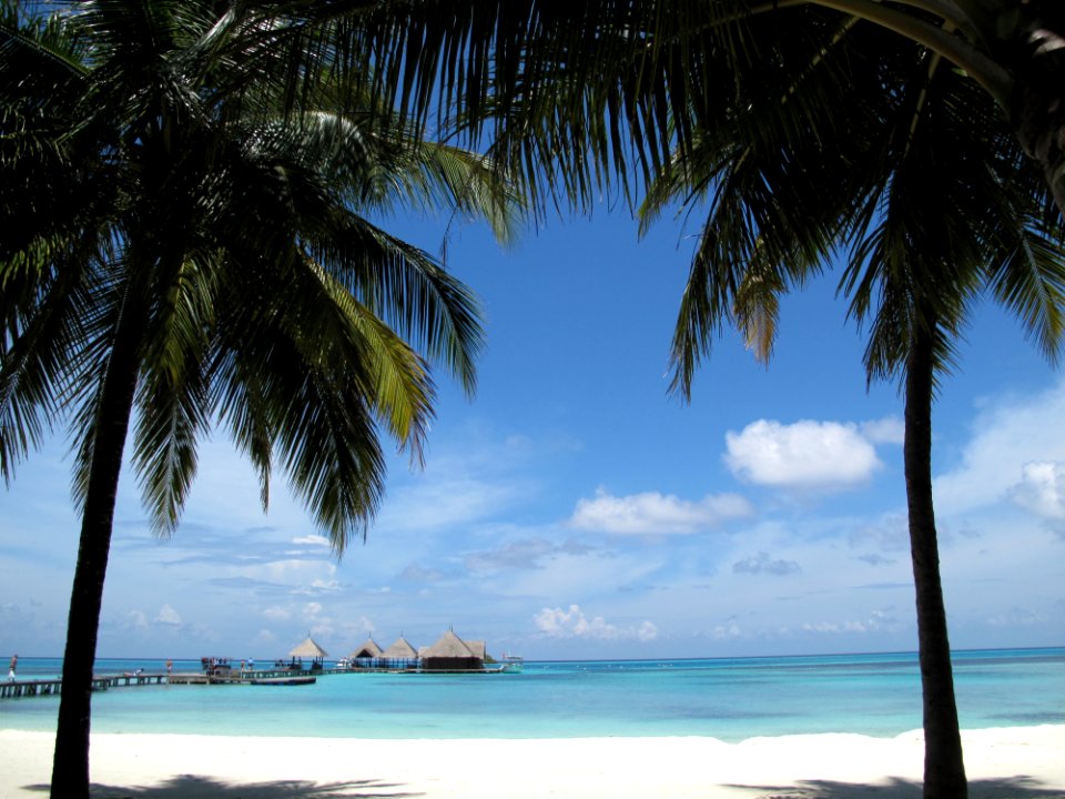 Two Coconut Tree Near Seashore photo