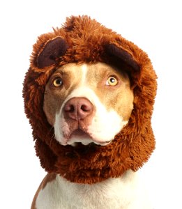 Dog With Brown Faux Fur Headband photo