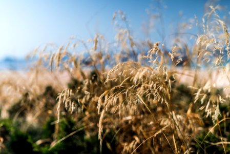 Close Up Photo Of Dried Grass photo