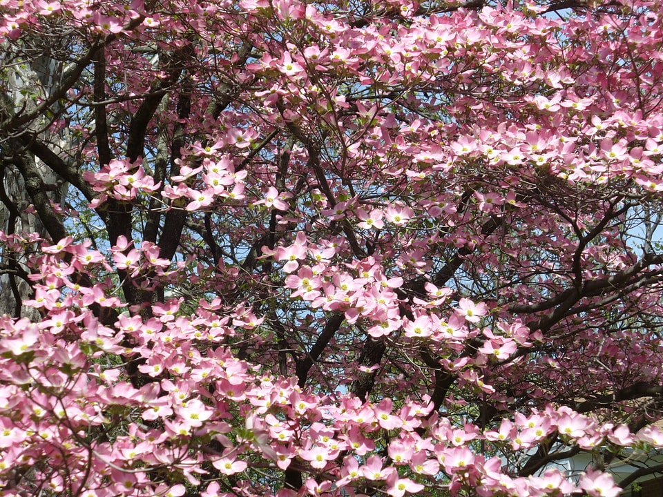 Leaves branches nature
