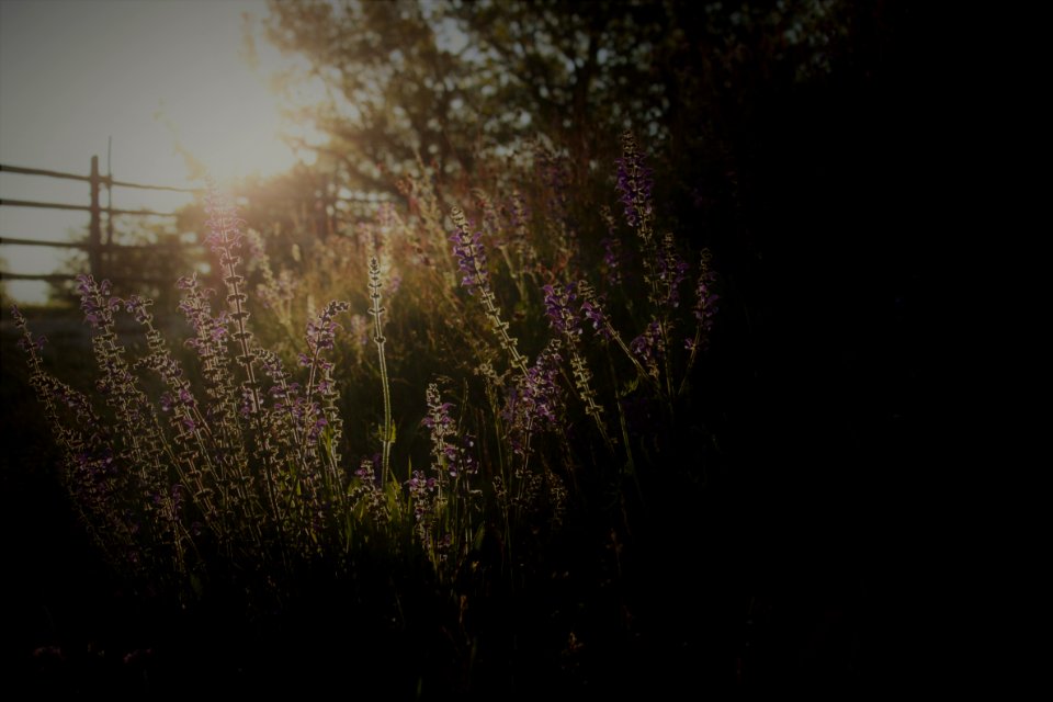 Photography Of Bed Of Flowers