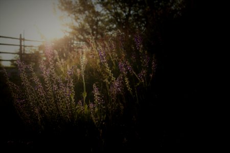 Photography Of Bed Of Flowers