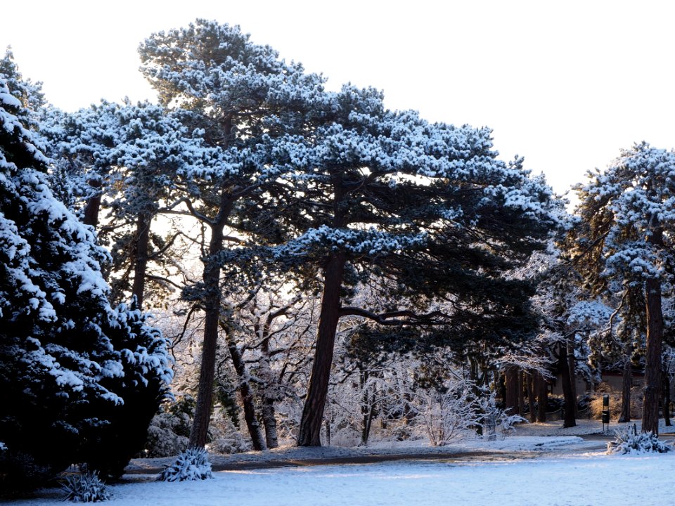 Black Tree With Snow Of Leaves At Daytime