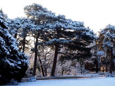 Black Tree With Snow Of Leaves At Daytime