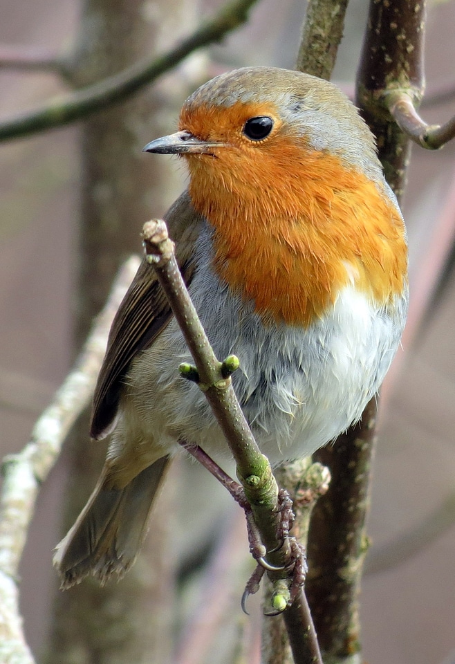 Red winter bird
