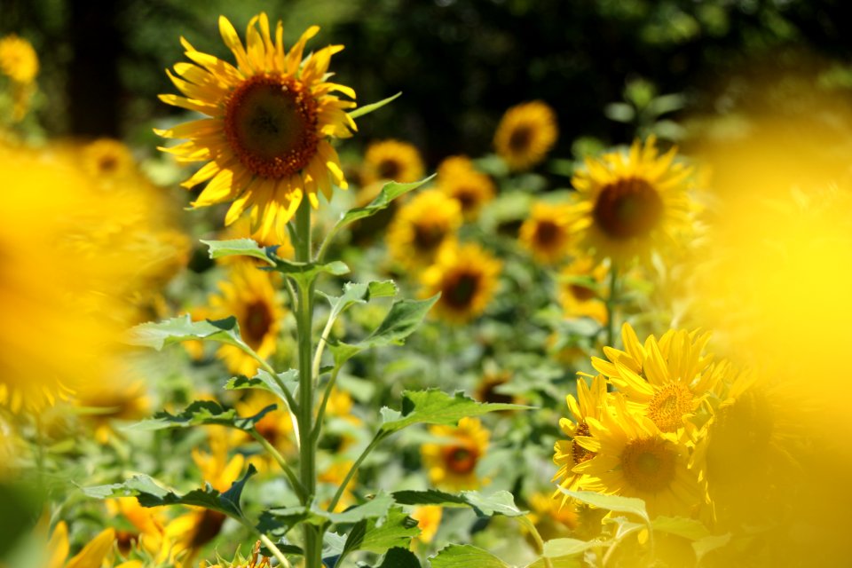 Photography Of Sunflowers