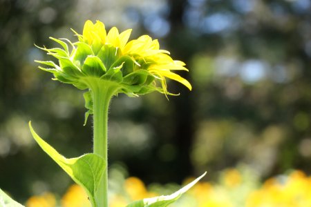 Selective Focus Photography Of Yellow And Green Flower photo