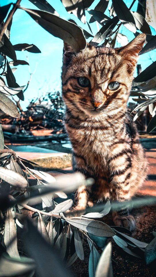 Tabby Cat Beside Green Plant photo