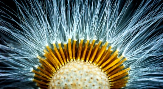 Close-up Photography Of Dandelion Flower photo