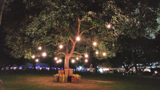 Lights Hanging On Green Leaf Tree