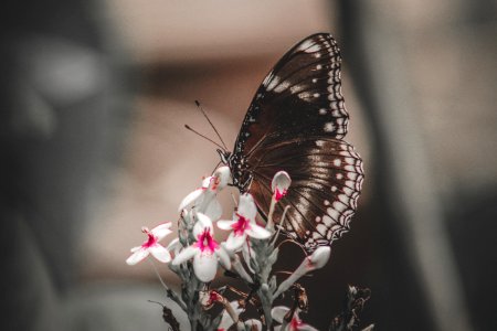 Butterfly On White Petaled Flowers