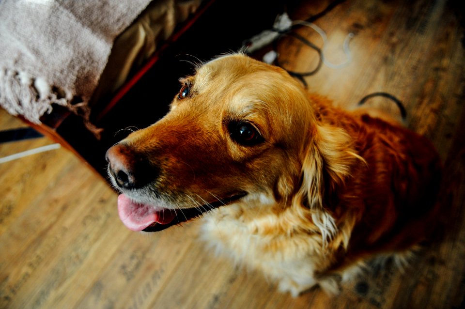 Brown Long Coated Dog
