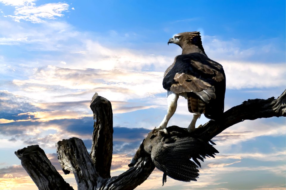 Eagle Perched On Tree Branch