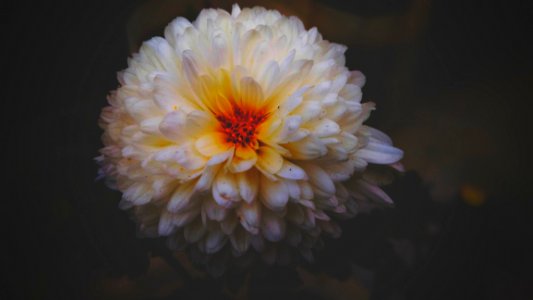 White Dahlia Flower Closeup Photography photo