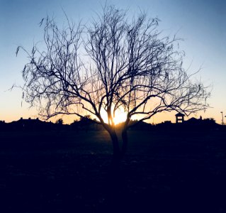 Silhouette Of Bare Tree During Sunset photo