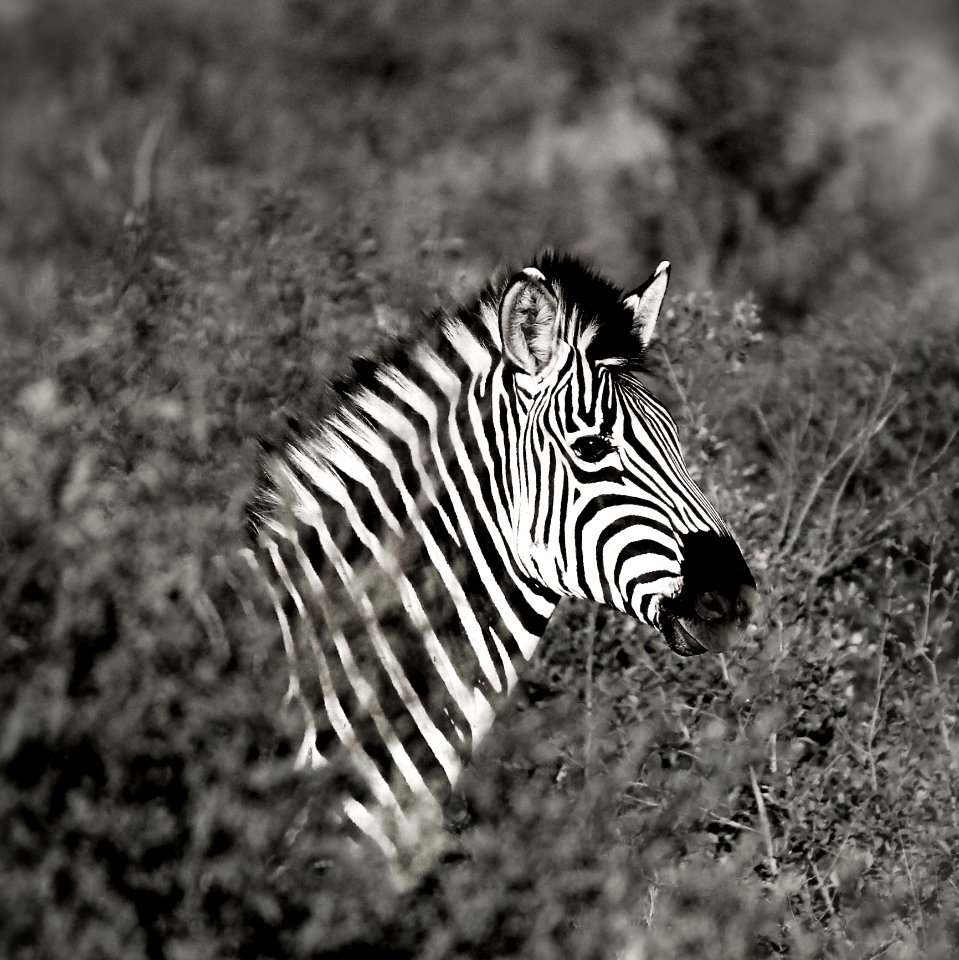 Monochrome Photography Of Zebra
