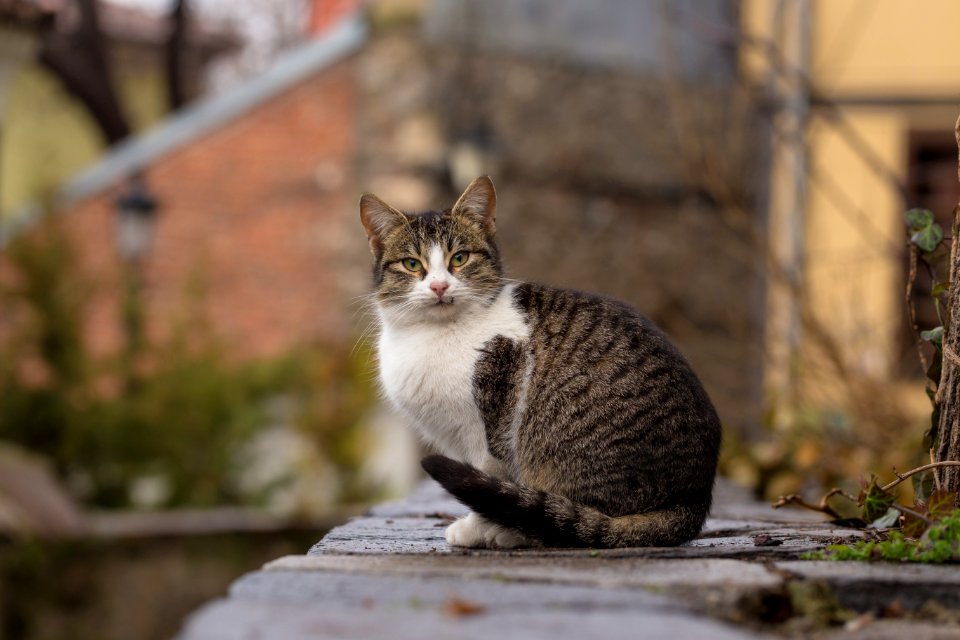 Close-Up Photography Of Tabby Cat